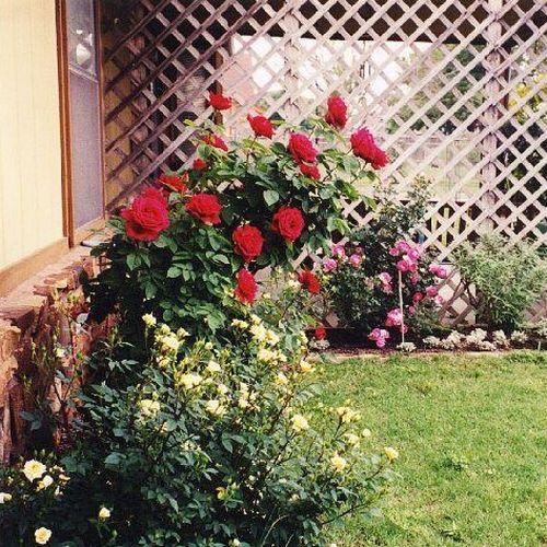 Aksamitny, ciemno czerwony - Róże pienne - z kwiatami hybrydowo herbacianymi - korona równomiernie ukształtowana